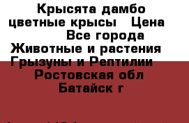 Крысята дамбо цветные крысы › Цена ­ 250 - Все города Животные и растения » Грызуны и Рептилии   . Ростовская обл.,Батайск г.